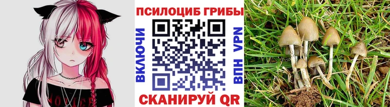 где купить наркоту  Долгопрудный  гидра вход  Галлюциногенные грибы Psilocybe 